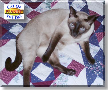 Peanut, the Cat of the Day