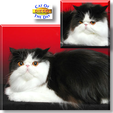 Diego, the Cat of the Day