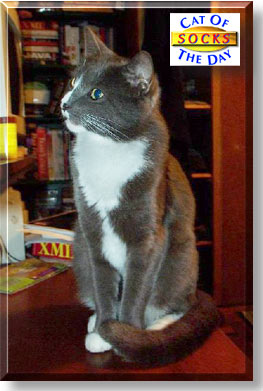 Socks, the Cat of the Day
