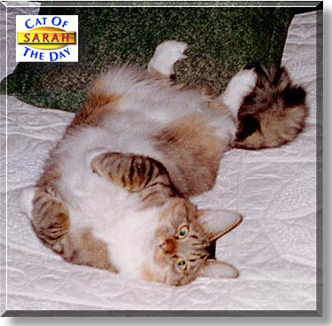 Sarah Michelle, the Cat of the Day