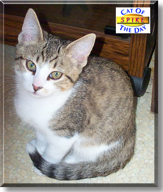 Spike, the Cat of the Day