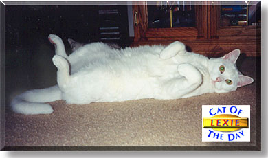 Lexie, the Cat of the Day