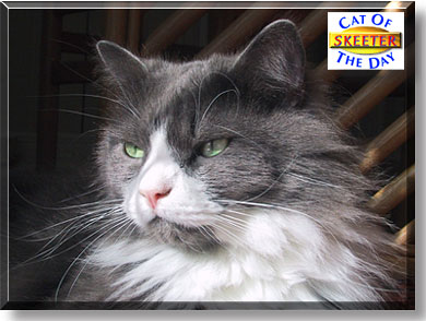 Skeeter, the Cat of the Day