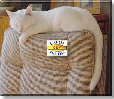 Sky, the Cat of the Day