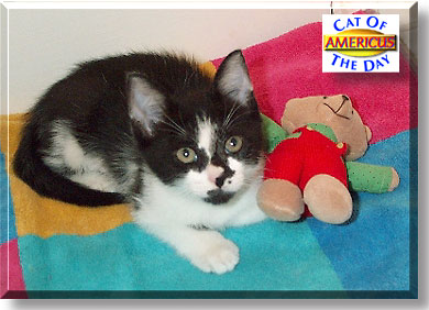 Americus, the Cat of the Day
