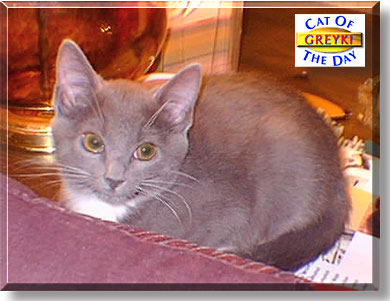 Greyki, the Cat of the Day
