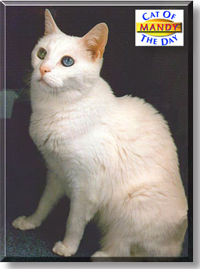 Mandy, the Cat of the Day