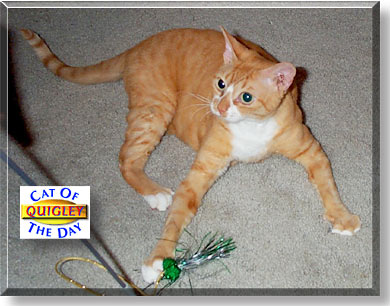 Quigley, the Cat of the Day
