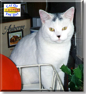 Casper, the Cat of the Day