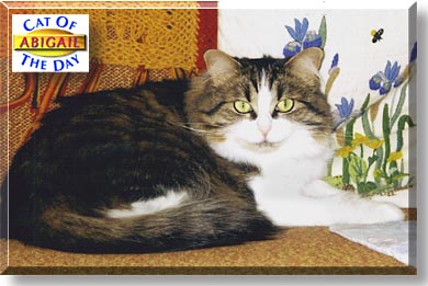 Abigail, the Cat of the Day