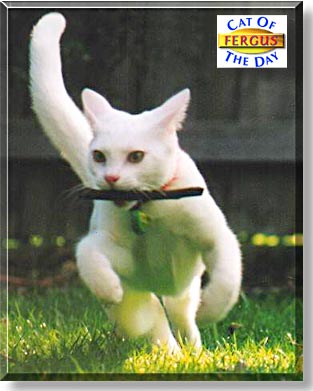 Fergus, the Cat of the Day
