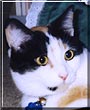 Toonces
