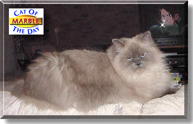 Marble, the Cat of the Day
