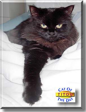 Titou, the Cat of the Day
