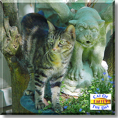 Emily, the Cat of the Day