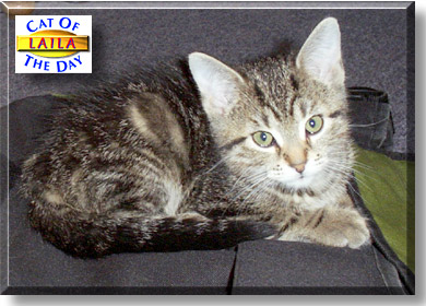 Laila, the Cat of the Day