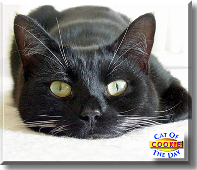Cookie, the Cat of the Day