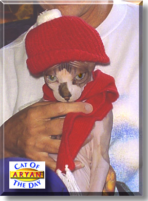 Aryan Ameer, the Cat of the Day