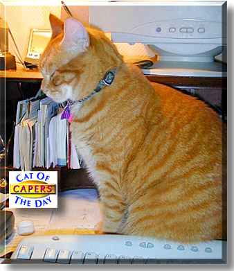 Capers, the Cat of the Day