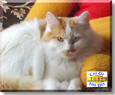 Toby, the Cat of the Day