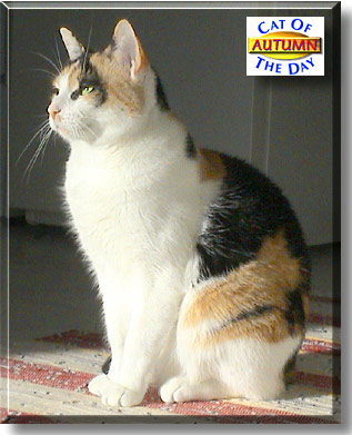 Autumn, the Cat of the Day