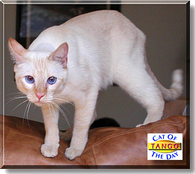 Tango, the Cat of the Day