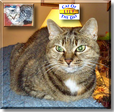 Lily, the Cat of the Day