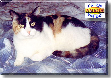 Amelia, the Cat of the Day