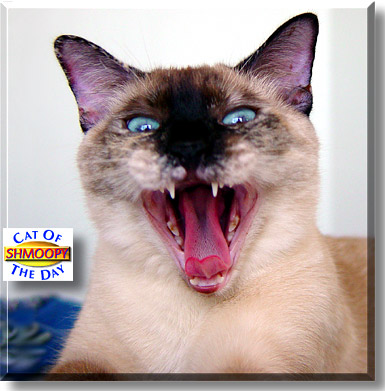 Shmoopy, the Cat of the Day