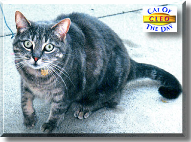 Cleo, the Cat of the Day