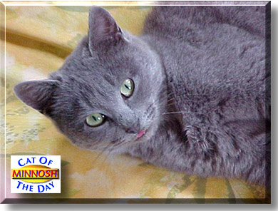 Minnosh, the Cat of the Day