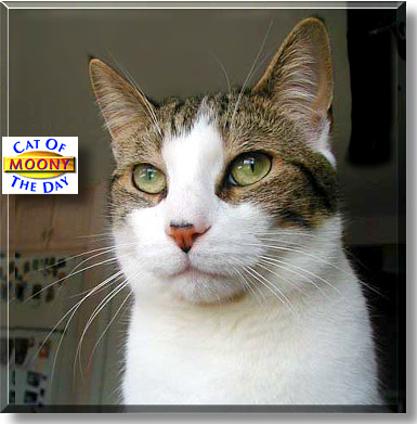 Moony, the Cat of the Day