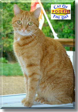 Pookie, the Cat of the Day