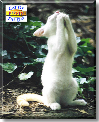 Pippin, the Cat of the Day