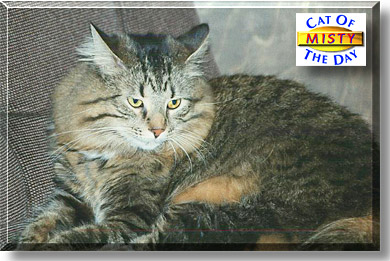Misty, the Cat of the Day