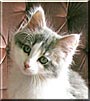 Frieda