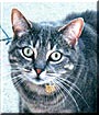 Cleo