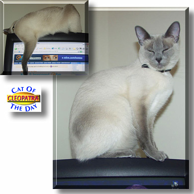 Cleopatra, the Cat of the Day