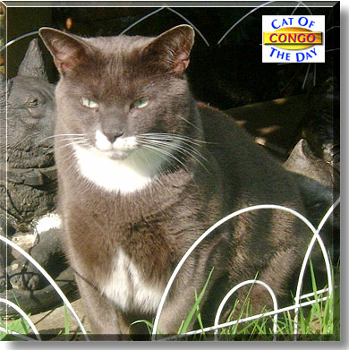 Congo, the Cat of the Day
