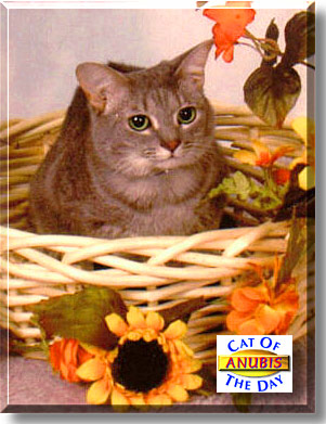 Anubis, the Cat of the Day
