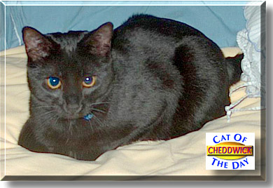 Cheddwick, the Cat of the Day