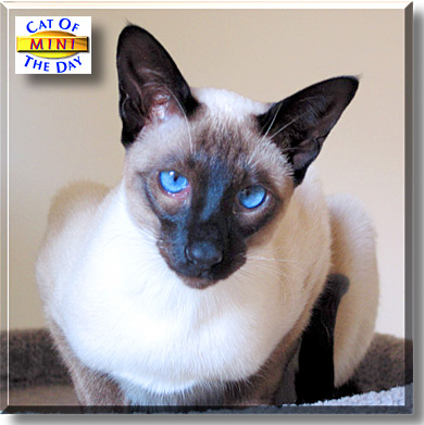 Mini, the Cat of the Day