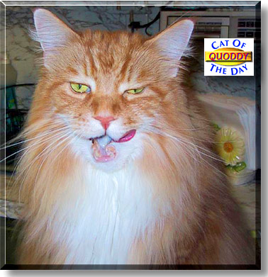 Quoddy, the Cat of the Day