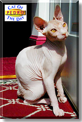 Pedro, the Cat of the Day