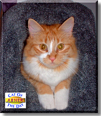 Abner, the Cat of the Day