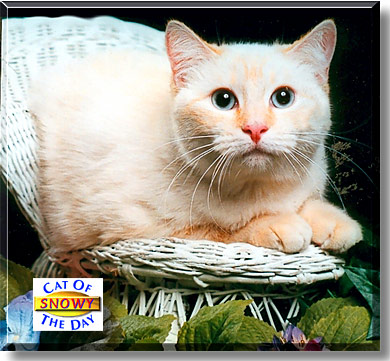 Snowy, the Cat of the Day