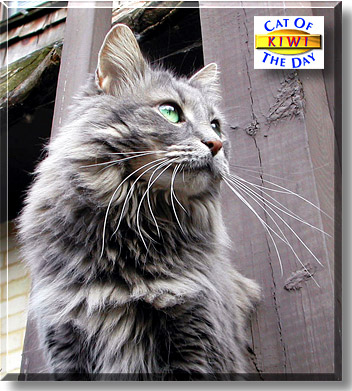 Kiwi, the Cat of the Day