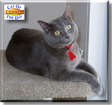 Chance, the Cat of the Day