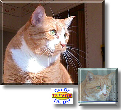 Trevor, the Cat of the Day