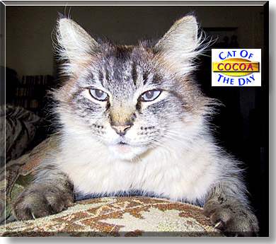 Cocoa, the Cat of the Day